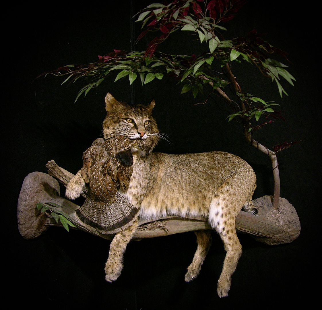 38lb Bobcat Full Mount Taxidermy | AfricaHunting.com